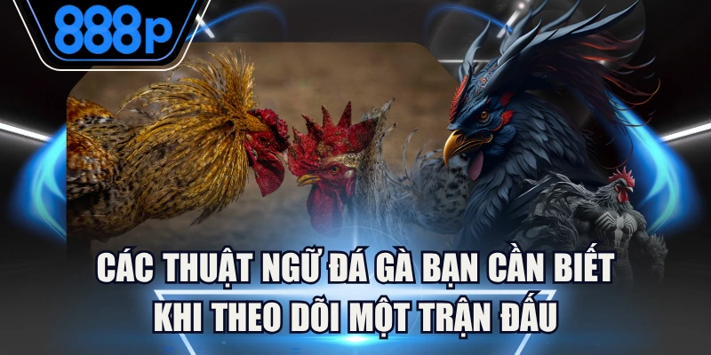 Các Thuật Ngữ Đá Gà Bạn Cần Biết Khi Theo Dõi Một Trận Đấu