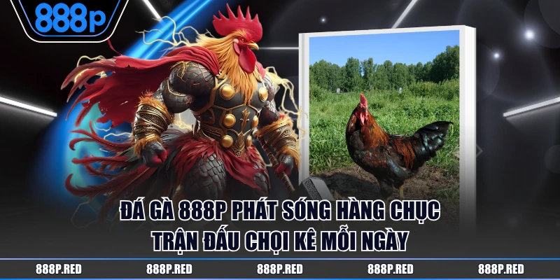 Đá Gà 888P phát sóng hàng chục trận đấu chọi kê mỗi ngày