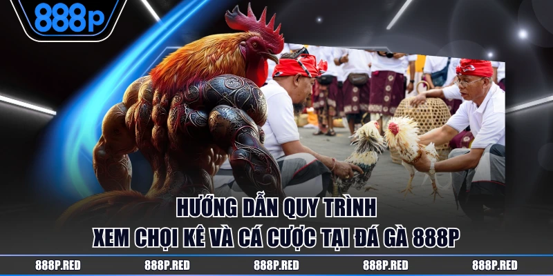 Hướng dẫn quy trình xem chọi kê và cá cược tại Đá Gà 888P