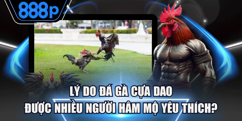 Lý Do Đá Gà Cựa Dao Được Nhiều Người Hâm Mộ Yêu Thích?